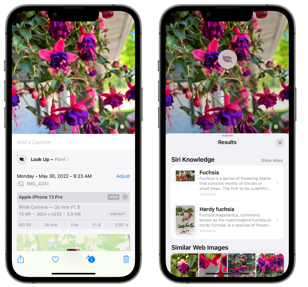阿克苏苹果手机维修分享小技巧：使用 iPhone 相机识别花卉植物 